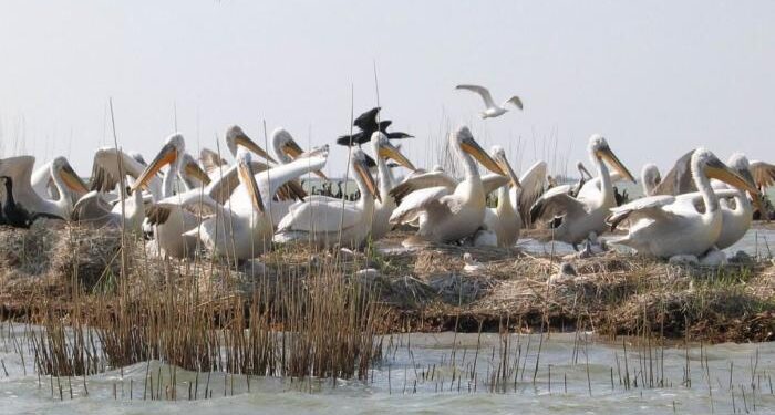 Delta Dunării: Se refac zonele de cuibărit pentru pelicanii creți de pe Insula Ceaplace