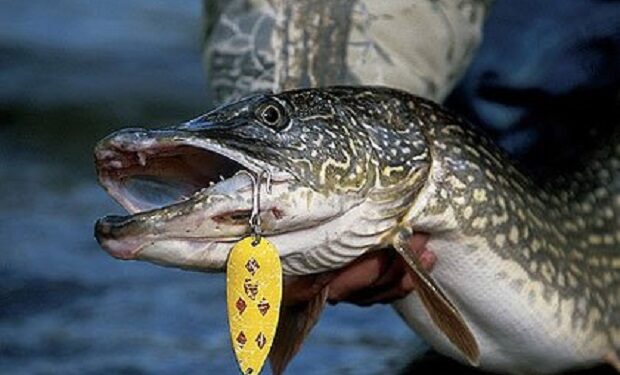 Pescuitul la știucă, interzis o lună și jumătate