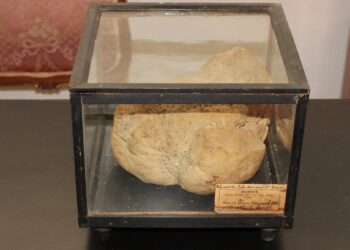 PMN: Cea mai veche pâine din lume, ”Pâinea de la Genova”, din 1892, expusă la Galați!