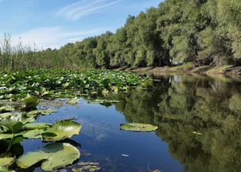 Cel mai mare proiect de decolmatare a canalelor și lacurilor Deltei, lansat la Crișan
