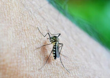Primăria Valu lui Traian aplică tratamente împotriva insectelor