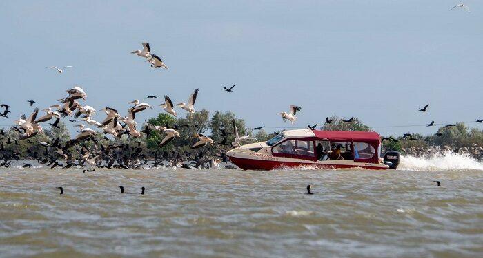Tătucii Deltei se laudă că protejează pelicanii cu un smoc de hârtii. Pelicanii mor de… fericire