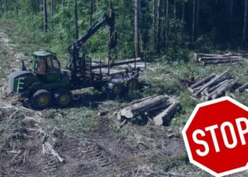 Lungoci (PSD): Propunem interzicerea tăierii arborilor sănătoși, pentru o perioadă de cel puțin 10 ani!