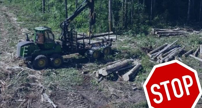 Lungoci (PSD): Propunem interzicerea tăierii arborilor sănătoși, pentru o perioadă de cel puțin 10 ani!