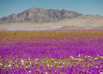 Spectacolul deșertului înflorit a revenit în Atacama
