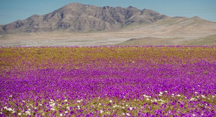 Spectacolul deșertului înflorit a revenit în Atacama
