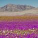 Spectacolul deșertului înflorit a revenit în Atacama