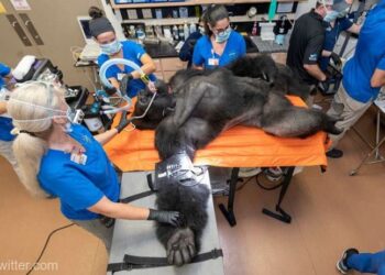 Examinarea medicală a unei gorile enorme, de la grădina zoologică din Miami, virală pe internet