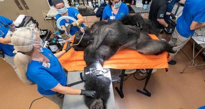Examinarea medicală a unei gorile enorme, de la grădina zoologică din Miami, virală pe internet
