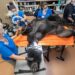 Examinarea medicală a unei gorile enorme, de la grădina zoologică din Miami, virală pe internet