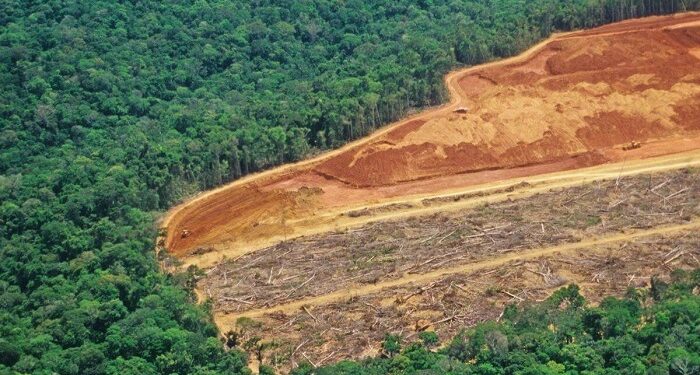 Defrișările din Pădurea Amazoniană, la cea mai mare cotă din ultimii 15 ani