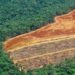 Defrișările din Pădurea Amazoniană, la cea mai mare cotă din ultimii 15 ani