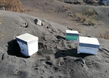 Mii de albine au supraviețuit sub cenușa vulcanului din insula La Palma