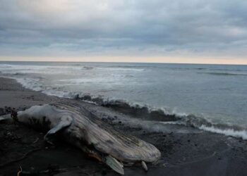 O balenă cu lungimea de 19 metri a eșuat în nordul Franței