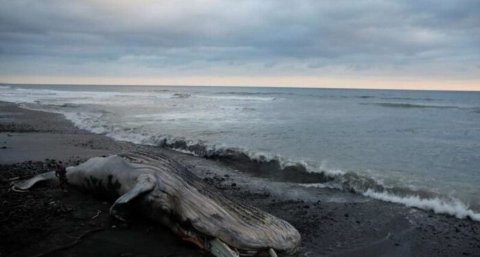 O balenă cu lungimea de 19 metri a eșuat în nordul Franței