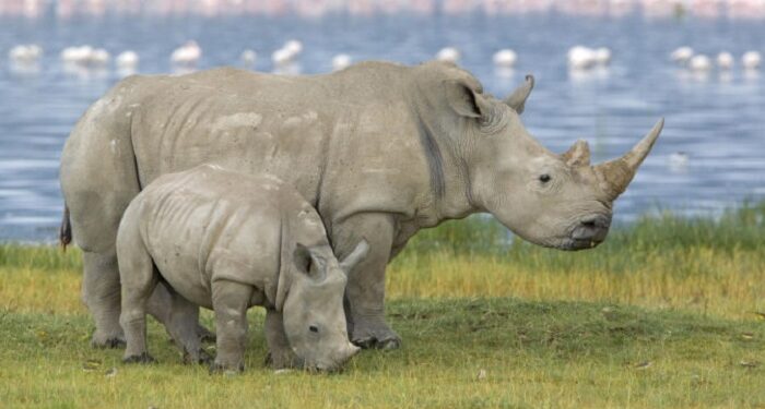 Rinocerii albi, specie pe cale de dispariție, repopulează Rwanda