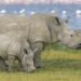 Rinocerii albi, specie pe cale de dispariție, repopulează Rwanda