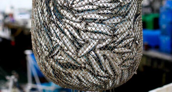 Sardinele, din ce în ce mai mici din cauza modificării mediului