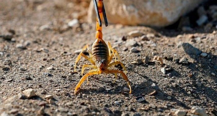 Ploile abundente au făcut victime și au cauzat o creștere a înțepăturilor de scorpion, în Egipt