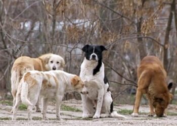 Lupu vrea regulament pentru animalele fără adăpost din județul Constanța
