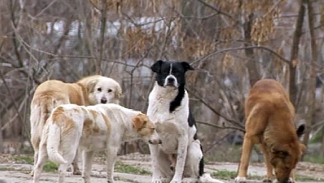 Lupu vrea regulament pentru animalele fără adăpost din județul Constanța