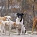 Lupu vrea regulament pentru animalele fără adăpost din județul Constanța