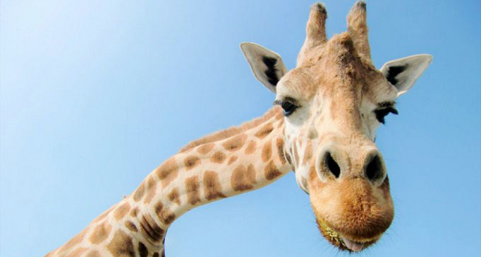 A murit Momo, cea mai bătrână girafă din Japonia