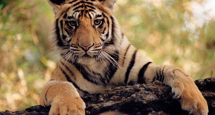 Nepalul își numără tigrii bengalezi din sălbăticie