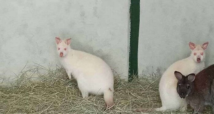 Patru canguri pitici, noile exemplare ale grădinii zoologice din Caracas