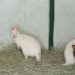 Patru canguri pitici, noile exemplare ale grădinii zoologice din Caracas