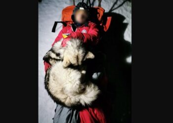 Un câine a salvat de la îngheț un excursionist accidentat