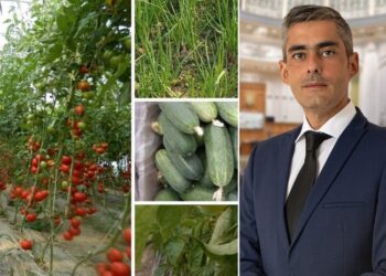 Lungoci (PSD): Social democrații au pregătit programe menite să susțină legumicultorii români