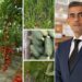 Lungoci (PSD): Social democrații au pregătit programe menite să susțină legumicultorii români