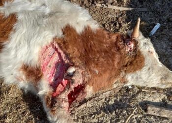 Șacalii nu se tem de scrisorile către ministrul mediului și către Guvernatorul Deltei. ATACĂ VITE!