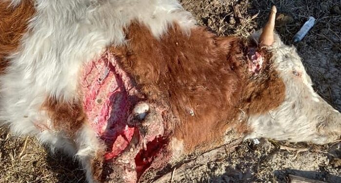 Șacalii nu se tem de scrisorile către ministrul mediului și către Guvernatorul Deltei. ATACĂ VITE!