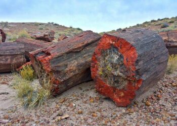 Pădurea Pietrificată din deșertul Arizonei, veche de 200 de milioane de ani