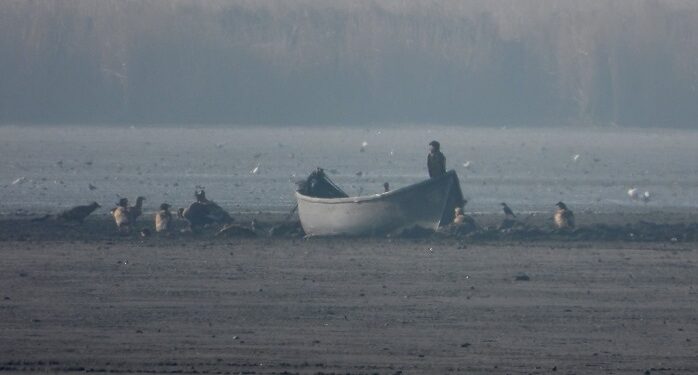 Delta Dunării: Record de vulturi codalbi la Sarinasuf, 85!