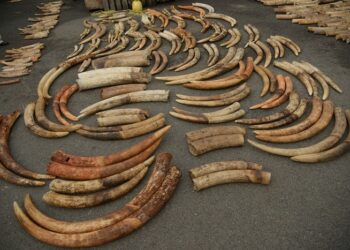 Traficanții de fildeș, identificați cu ajutorul ADN-ului elefanților