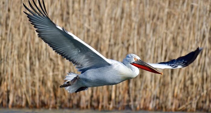 Păsările din Delta Dunării se ascund disperate de bărcile rapide sau părăsesc delta