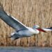 Păsările din Delta Dunării se ascund disperate de bărcile rapide sau părăsesc delta