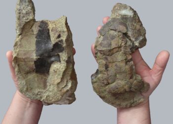 Specie de țestoasă din timpul dinozaurilor, descoperită în Transilvania