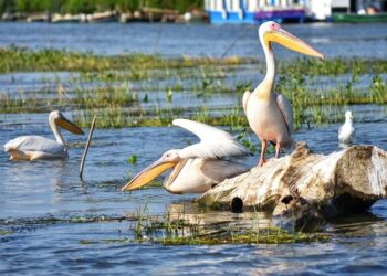 AMDTDD: Delta Dunării, pregătită să-și întâmpine oaspeții în minivacanța de Paște