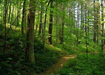 Useriștii din Mangalia și Constanța strâng semnături pentru trecerea Pădurii Comorova în proprietate publică