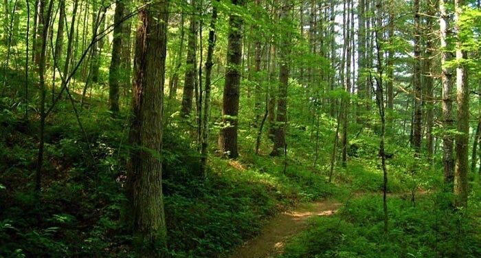 Useriștii din Mangalia și Constanța strâng semnături pentru trecerea Pădurii Comorova în proprietate publică