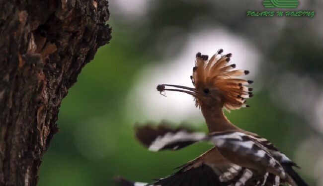 POLARIS M Holding: Cum putem noi să ușurăm viața păsărilor?