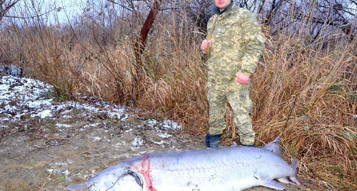 WWF: Braconajul sturionilor rămâne o problemă în Dunărea de jos