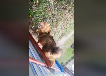 ȘOCANT! Șacal prins în gardul unei case din comuna Crișan din Delta Dunării