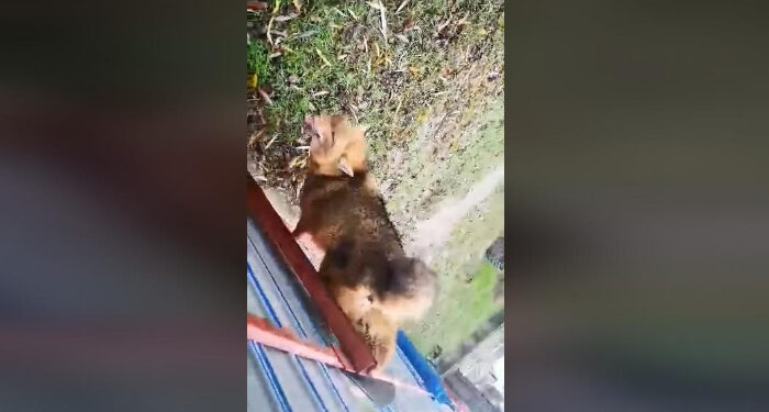 ȘOCANT! Șacal prins în gardul unei case din comuna Crișan din Delta Dunării