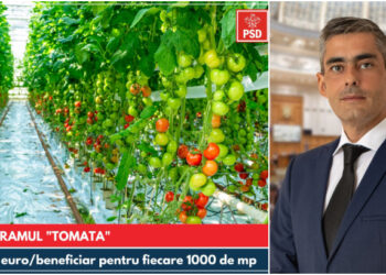 Lungoci (PSD): Numărul fermierilor înscriși în programul Tomata este mai mare cu 20% față de anul trecut