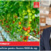 Lungoci (PSD): Numărul fermierilor înscriși în programul Tomata este mai mare cu 20% față de anul trecut